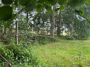 IMG_7426.jpeg