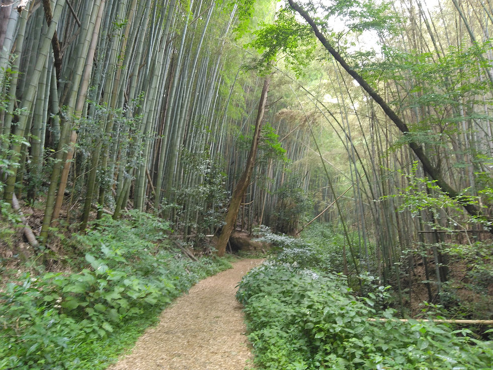 Mount Oiwa - Arashiyama with adventure!