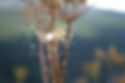 The energy of life in Nature and the flowers. .jpg