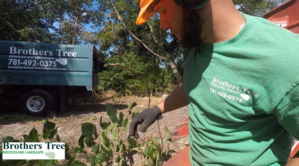 Photos Gallery Brothers Tree Services &amp; Landscaping