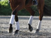 Use of the natural rhythms of the horse’s gaits to help stabilize emotional states