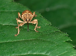 Brown Insect