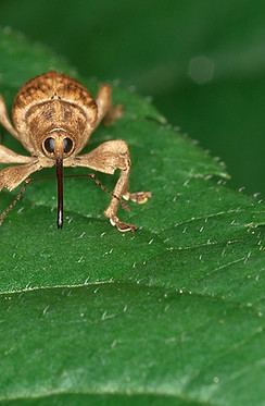 Brown Insect