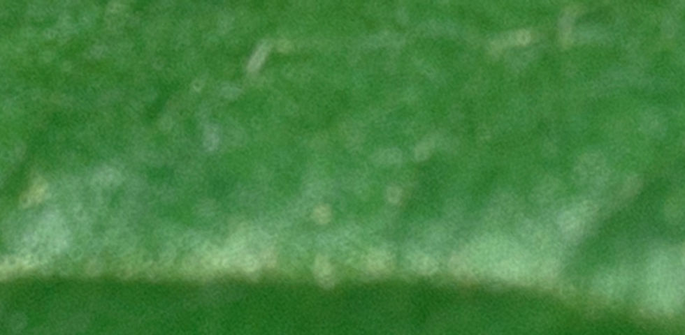 Brown Insect
