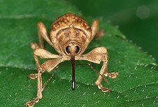 Brown Insect