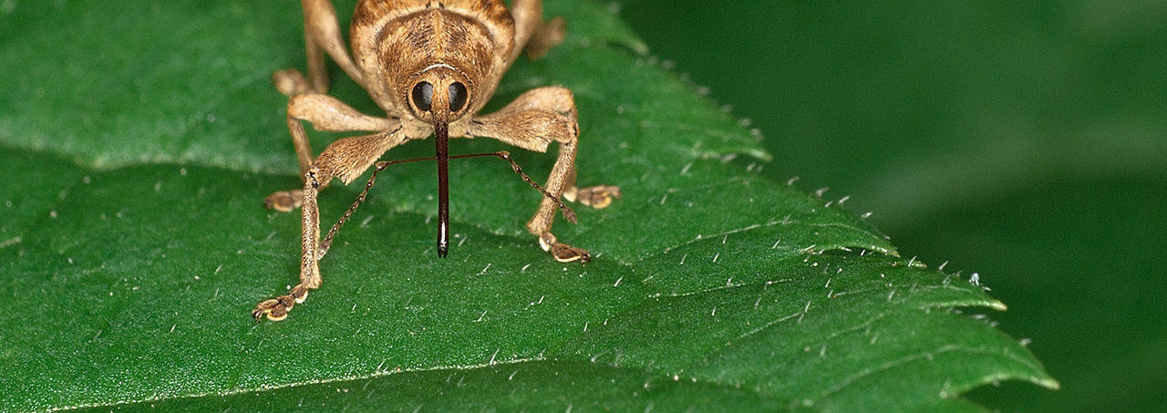 Weevil