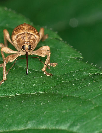 Brown Insect