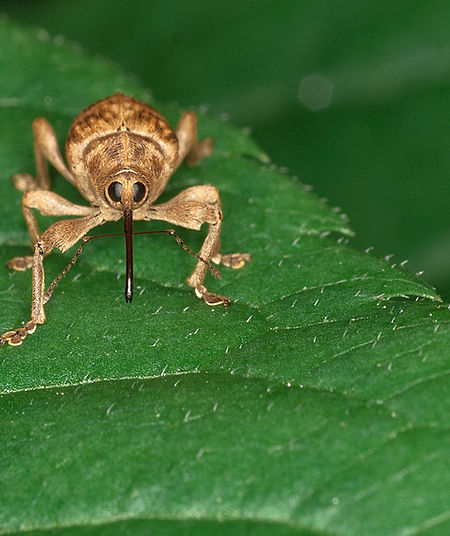 Käfer auf Blatt