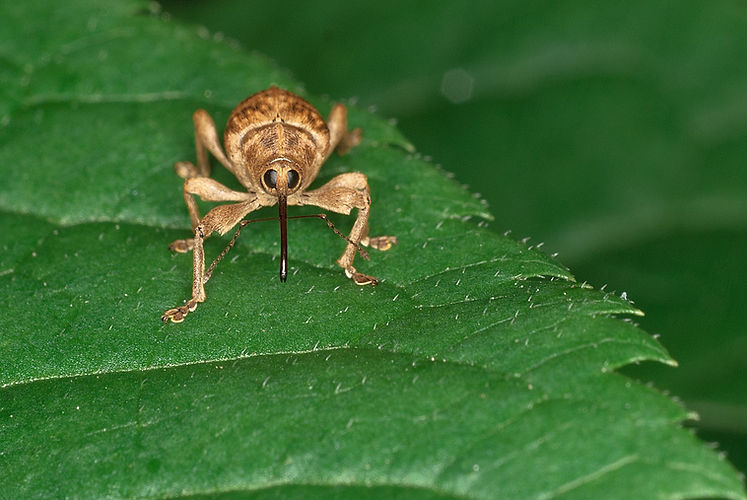 Pooran Insect Image Pest Management | UC Magic Garden at MAPA