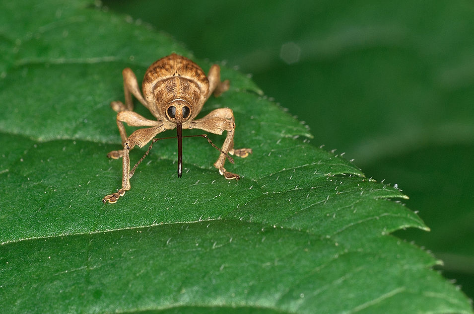 Brown Insect