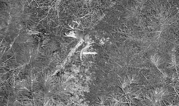 Deer Z 12-07-24.JPG