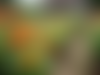 Christina Joann: Empowering Communities Through Volunteer Work