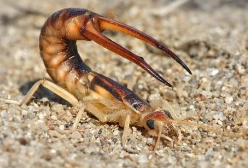 Labidura-riparia.jpg