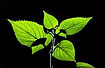 leaves-plants-wallpaper-preview_edited.jpg