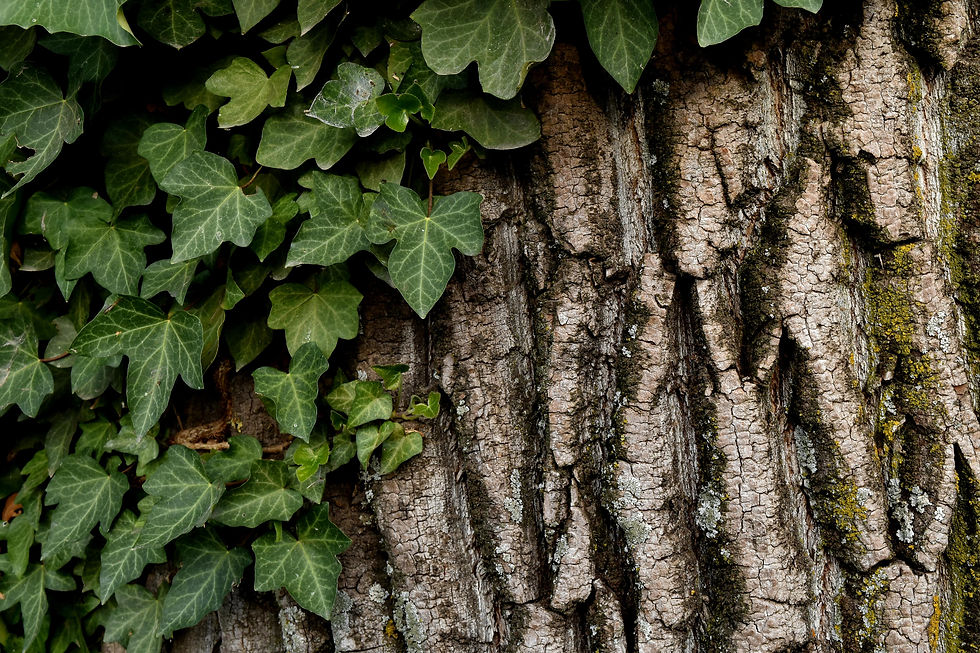 PIXNIO-2610425-6000x4000.jpeg