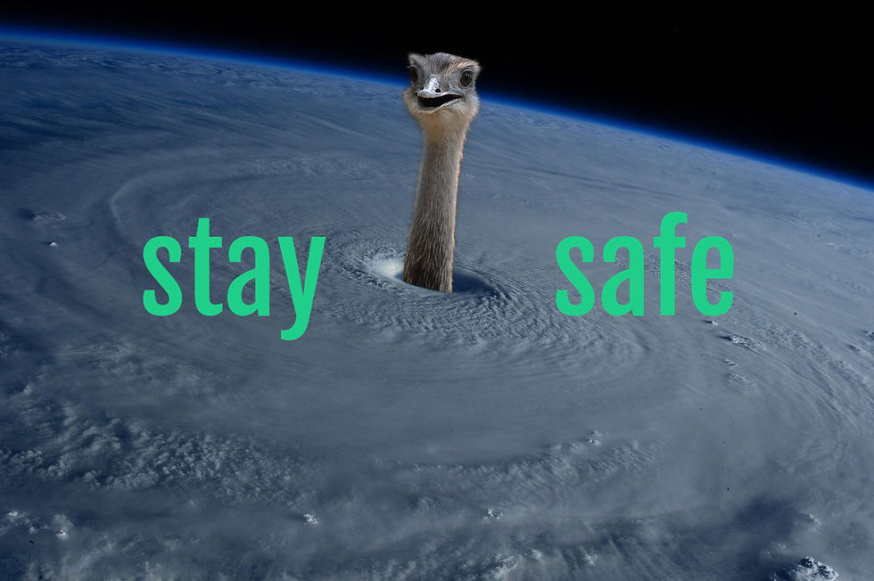 a hurricane with an ostrich sticking its head through the eye