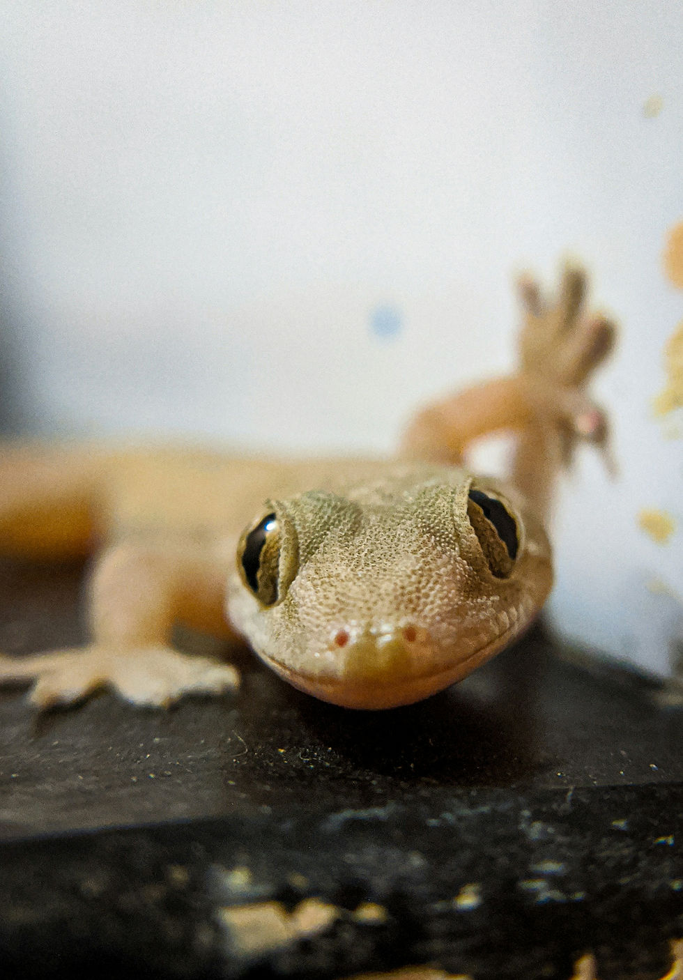 A gecko
