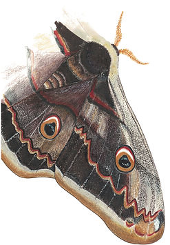 saturnia pyri.jpeg