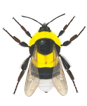 hortorum macho.jpeg