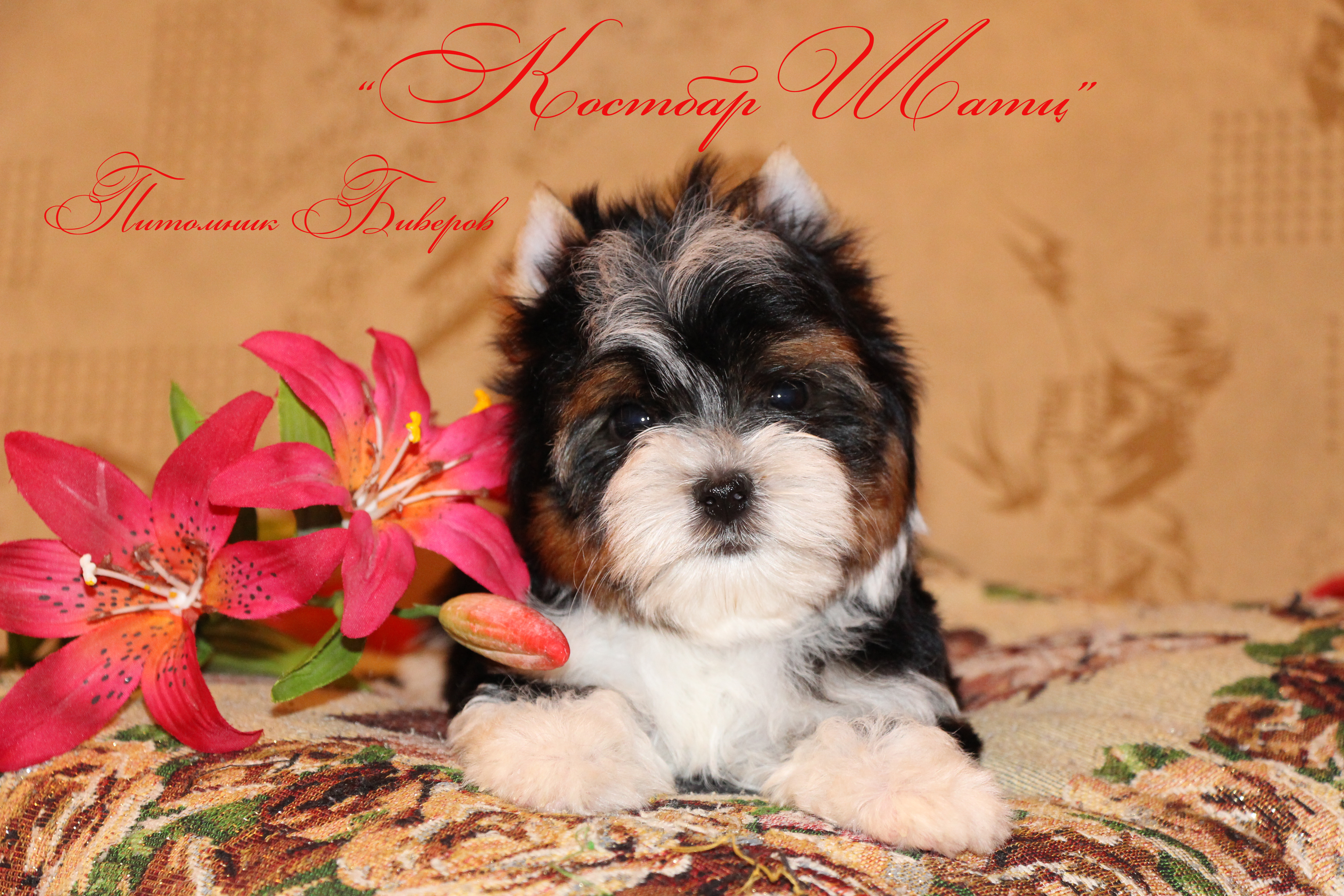 мини шпиц померанский приют. авито животные в добрые руки. щенки г пенза. питомник с г пенза. питомник крестраж бостон терьер пенза.