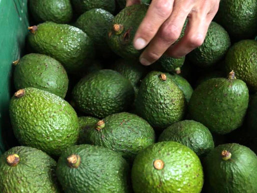 Acuerdan medidas de protección para producción y transporte del Aguacate 