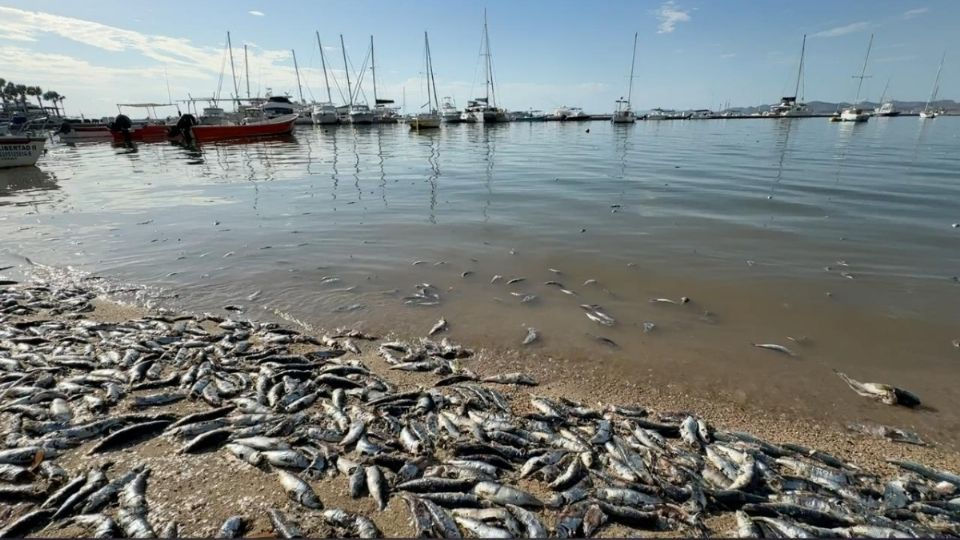 More than 60% of the ecosystems assessed show clear signs of deterioration due to overfishing and warming waters , which are altering species distribution.