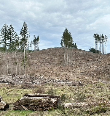 Logged land in the Capital Forest 