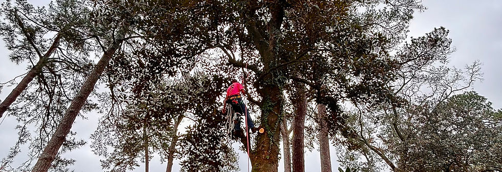 climbing trees