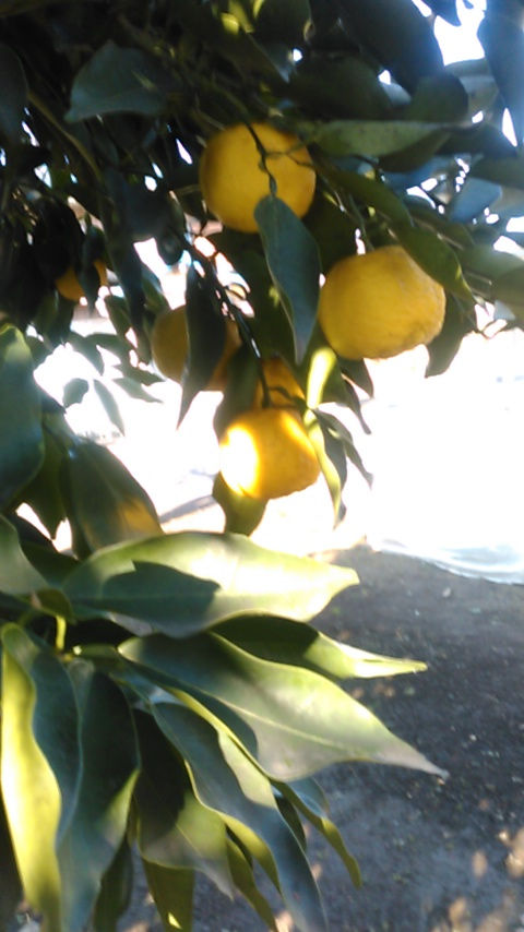 サムネイル： ゆず　２個