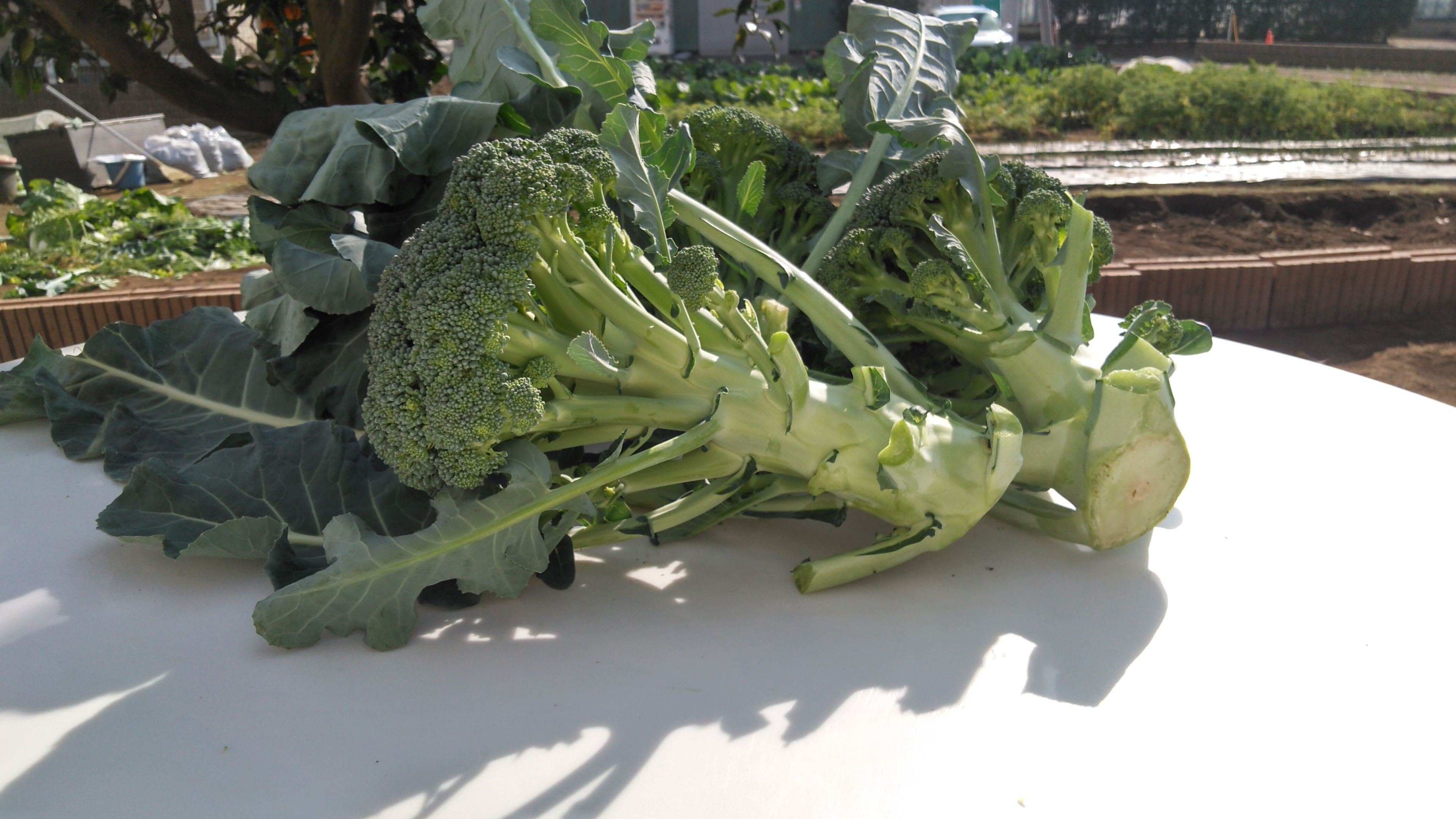 ブロッコリー　１本