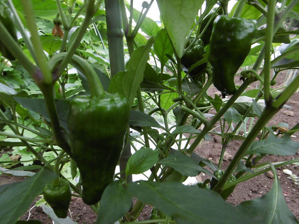 サムネイル： ピーマン（5個）