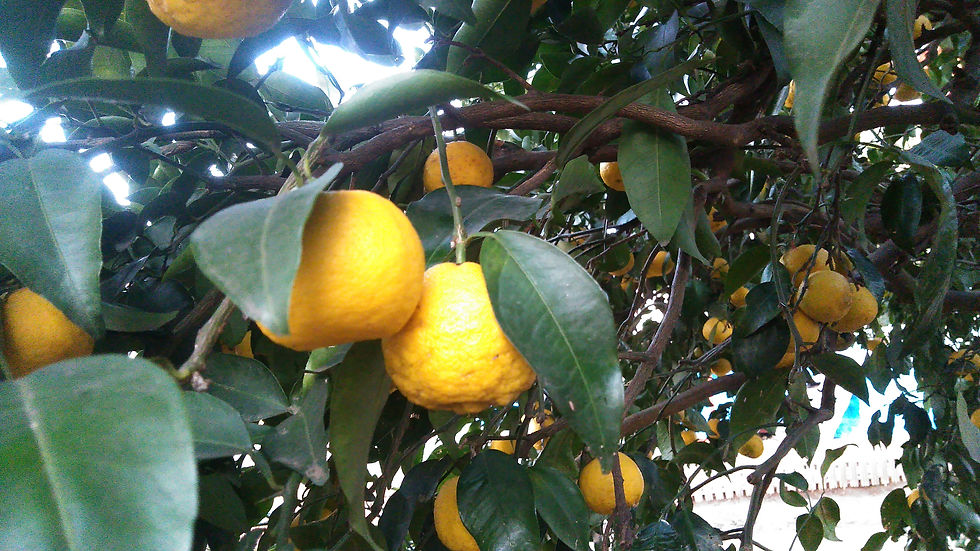 サムネイル： ゆず　２個