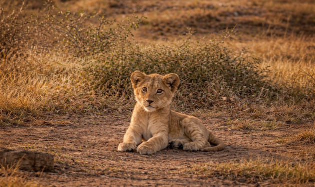 Lion cub resting in warm savannah light – luxury Tanzania safari with Dream Holidays