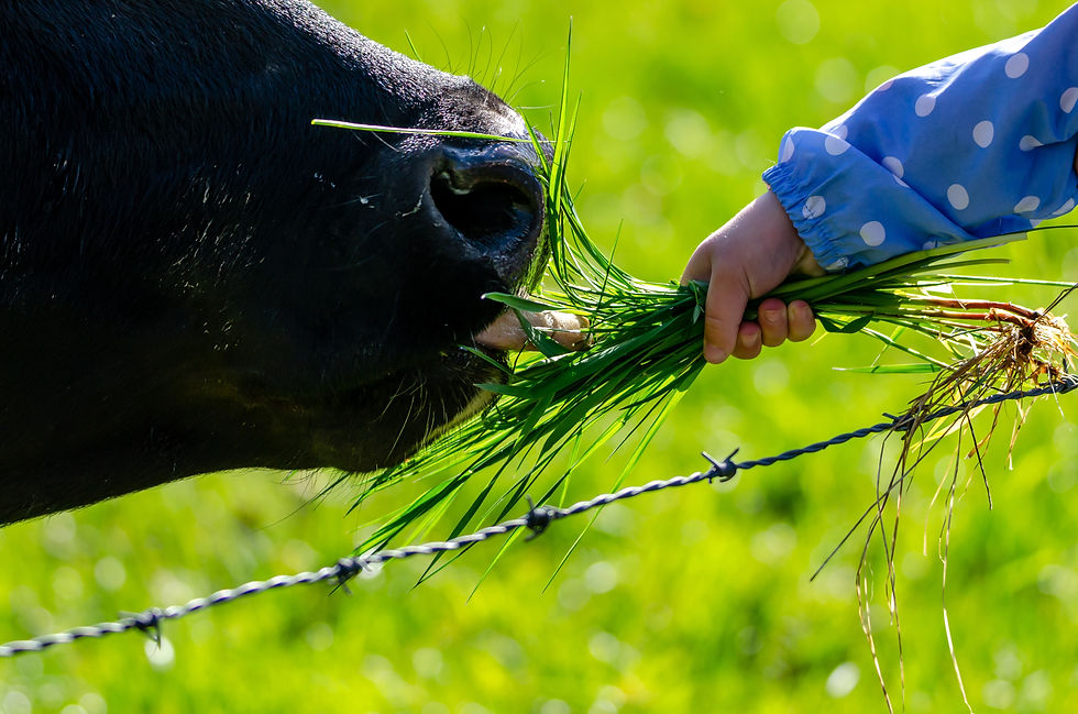 kid-feeding-black-cow.jpg