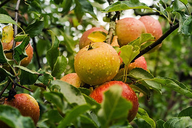 apple-g4e78321f4_1920.jpg