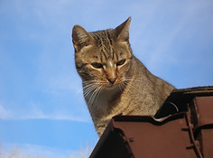 Gray adventurous cat on top of the roof.
