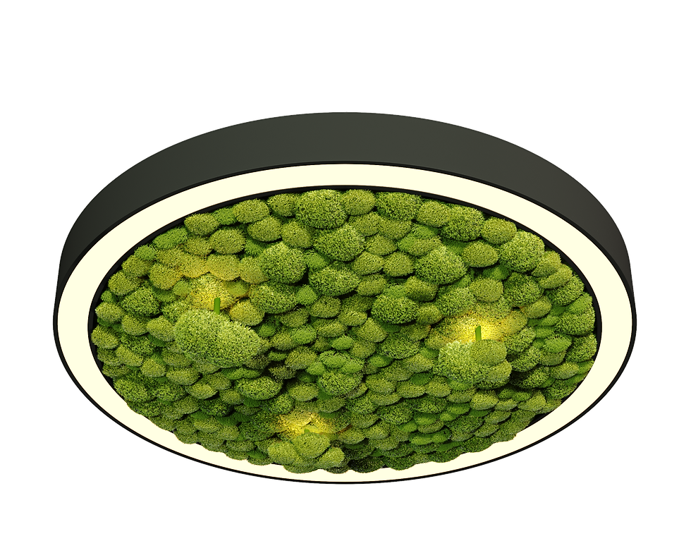 RING_GRASS_&_FUNGI_SF_BB