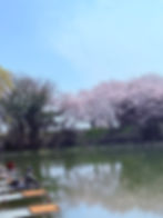2号池の桜