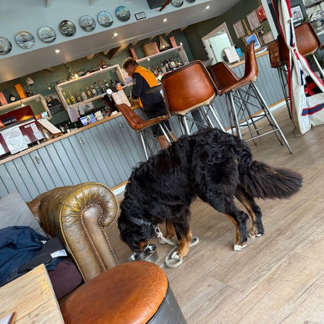 Sailing with a dog to Brighton