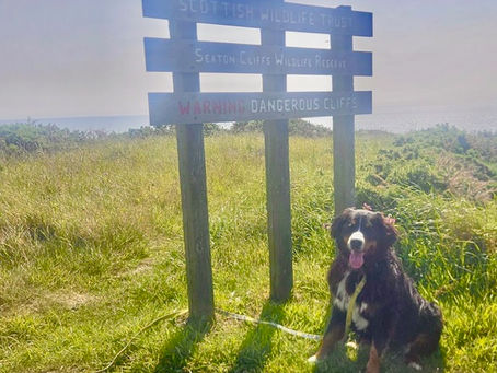 Svea walking in Arbroath