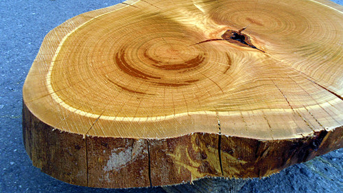 桜/サクラ 570x450x50mm 天然木輪切りローテーブル天板・花瓶台/DIY