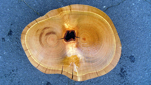 桜/サクラ 570x450x50mm 天然木輪切りローテーブル天板・花瓶台/DIY