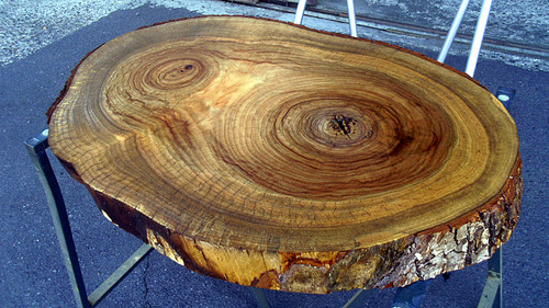 樟/クス 690x450x60mm 天然木輪切りローテーブル・センターテーブル天