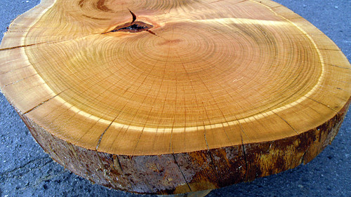 桜/サクラ 570x450x50mm 天然木輪切りローテーブル天板・花瓶台/DIY