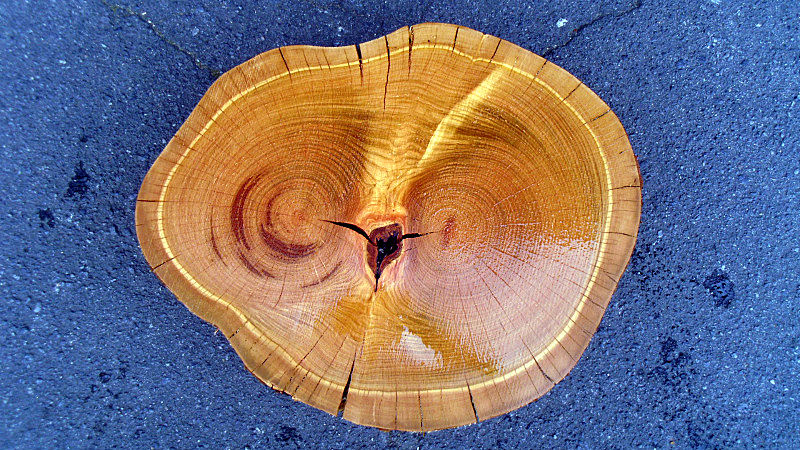 サムネイル： 桜/サクラ 570x450x50mm 天然木輪切りローテーブル天板・花瓶台/DIY木材・無垢板・1枚板/下仕上げ済み