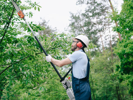 The Ultimate Guide to Tree Trimming and Maintenance
