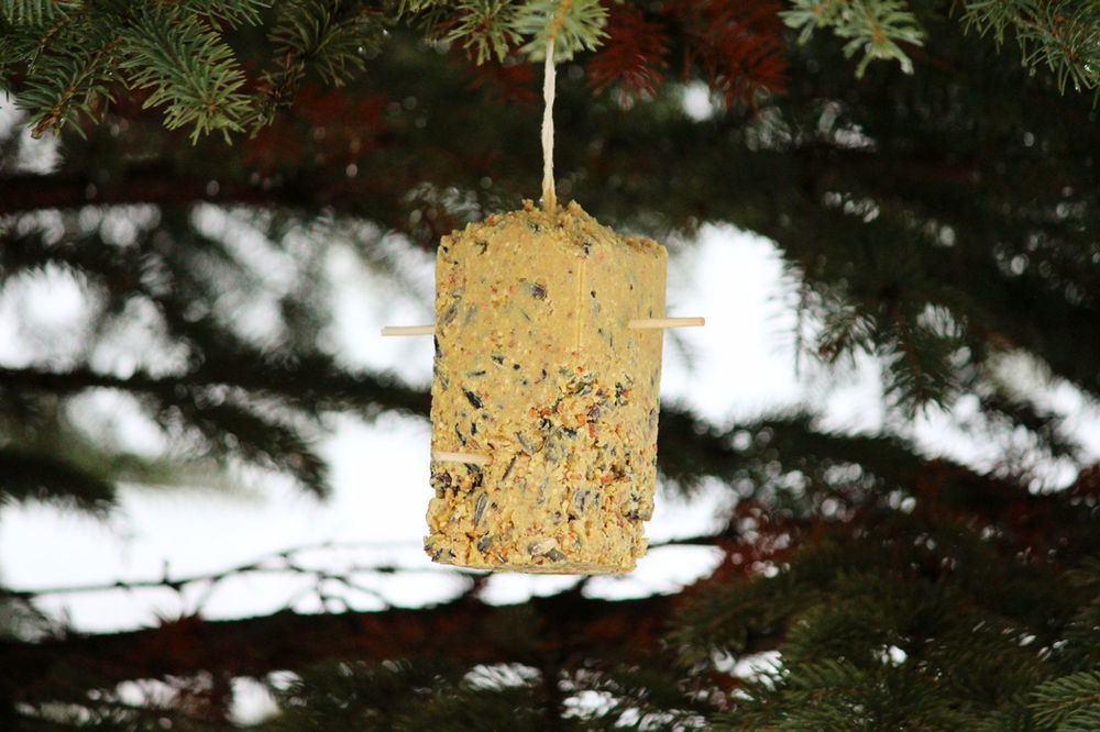 Homemade Suet Cakes for Birds