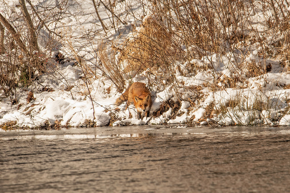 Red fox by a snowy river in winter