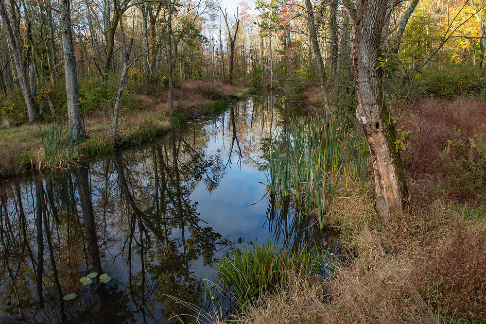 Narrow creek reflecting trees and autumn reeds