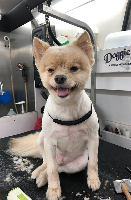 Smiling Groomer